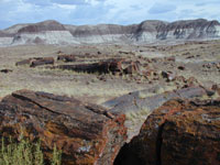 petrified logs