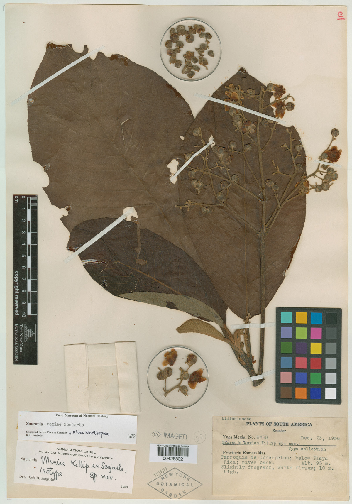 Sauraula Mexiae, Steere Herbarium - NY Botanical Graden