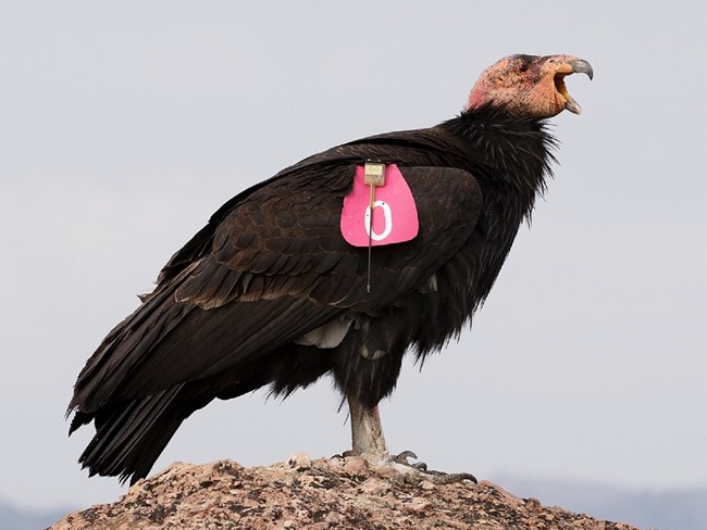 Condors With Pink Tags Pinnacles National Park Us National Park Service 