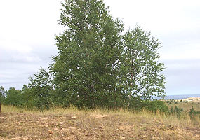 This birch tree thrives in the Grand Sable Dunes. Lake Superior is in the background.