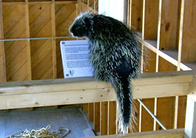 This porcupine wandered into the boathouse at Sand Point and seems to be posing on the hand railing next to a display.