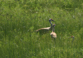 Three sandhill cranes stand in the tall green grass.