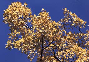The golden autumn leaves of a sugar maple tree are ablaze against the lovely blue sky.