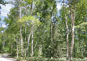This white birch forest is located along the entrance road to Twelvemile Beach Campground at Pictured Rocks National Lakeshore.
