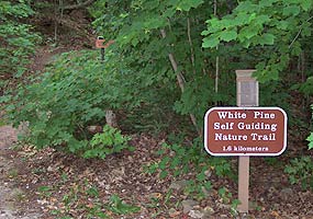 The White Pine Trail begins at the Little Beaver Lake Campground.