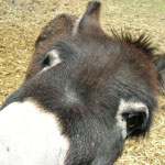 Photo of a donkey