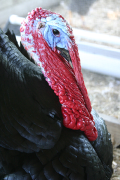 photo of a turkey
