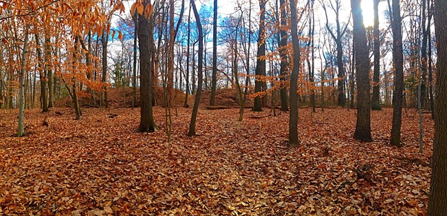 Fall foliage at Fort DeRussy in Rock Creek Park