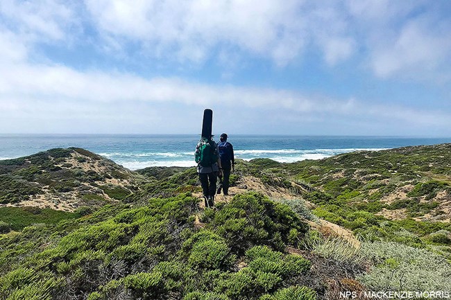 Two people traverse the the top of a vibrant, scrub-covered coastal dune, towards the ocean, on their way to a plant community monitoring plot.