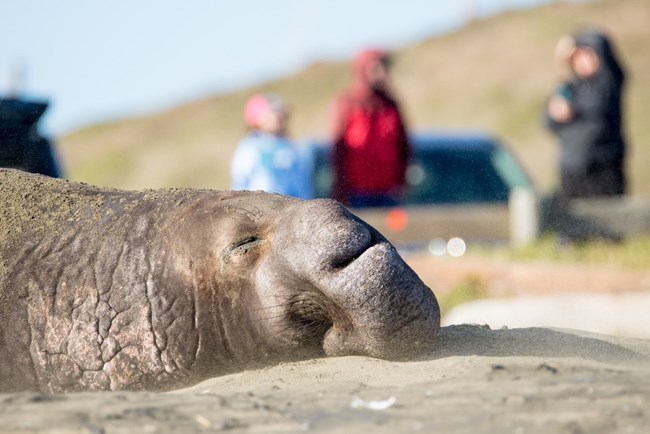 A close up photo of a sleeping elephant seal on a beach, with blurry people in the background.