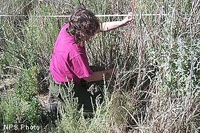 An NPS fire monitor wearing a maroon shirt measuring the height of grass.