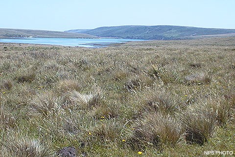 In the foreground are bunch grasses and some yellow flowers with an estuary bounded by low, grass covered hills in the distance.