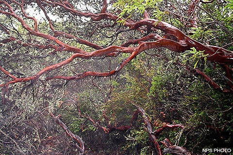 Brick-red bark covers the twisting limbs of Bolinas manzanita.