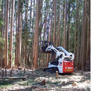 Bobcat front-end loader lifting cut logs during thinning of eucalyptus trees.