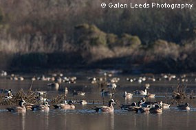 American Widgeons and Northern Pintails congregating in the newly restored wetlands © Galen Leeds Photography