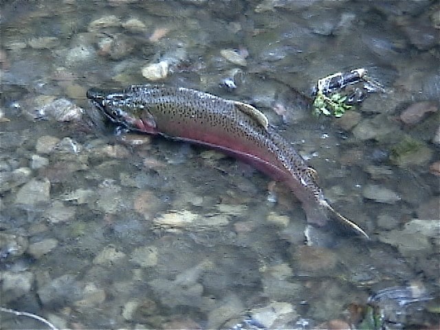 A large green and red-colored salmon swims in a creek's shallow water.