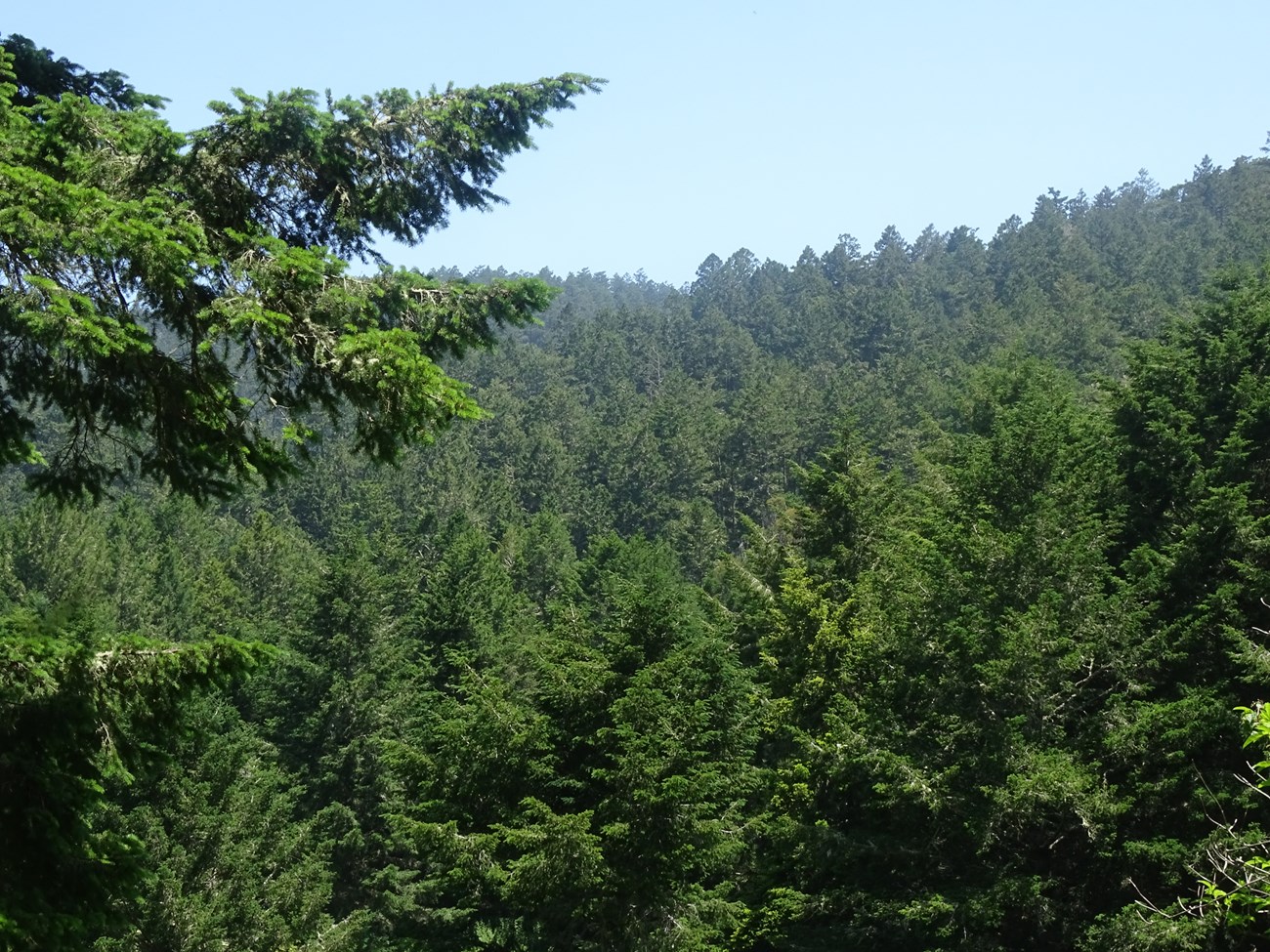 A ridge and valley filled with dark green coniferous trees.