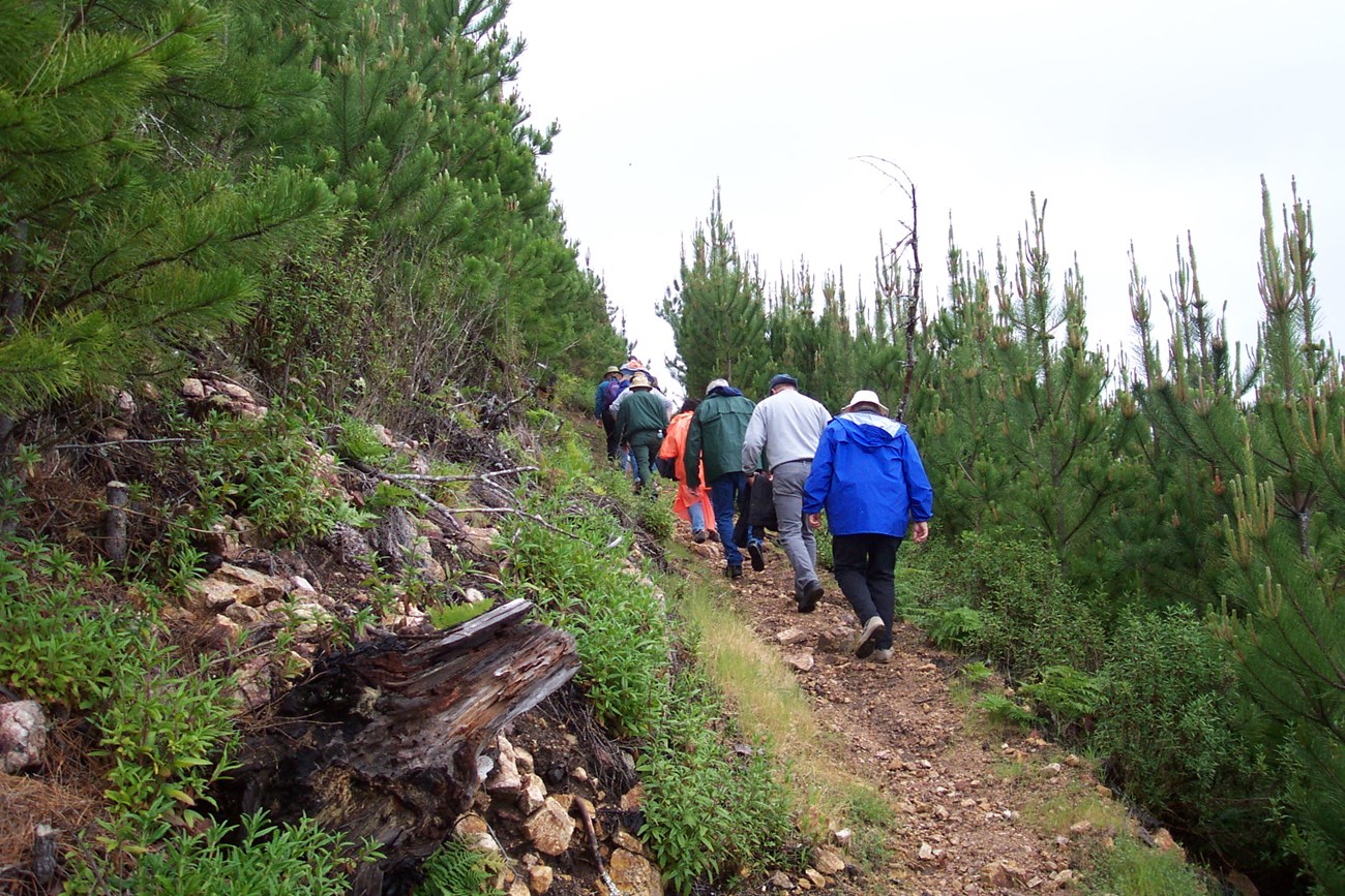 Eight people walking on a narrow trail surrounded by eight-foot-tall, densely-packed pine trees.