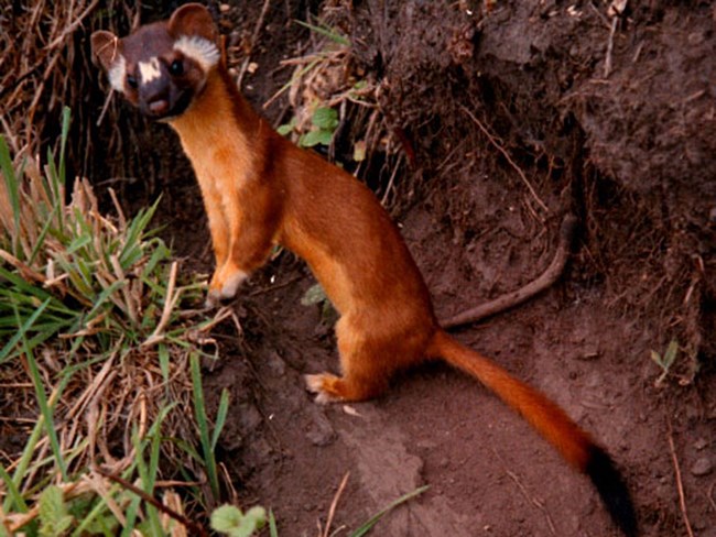A slender, orange-coated weasel with white patches on its face and a black tail.