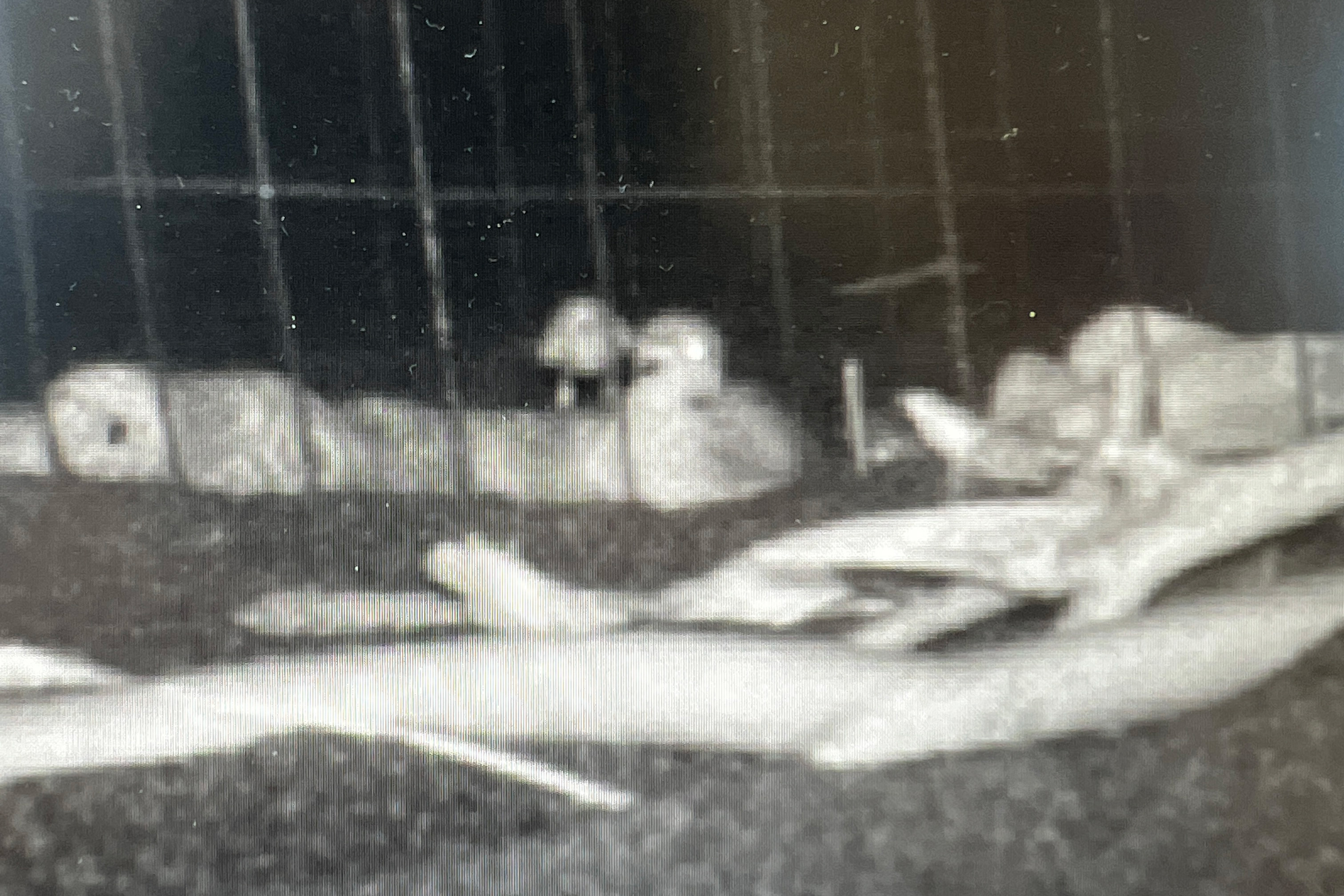 A black-and-white night-time photo of two small birds perched on a driftwood log beyond some wire fencing.