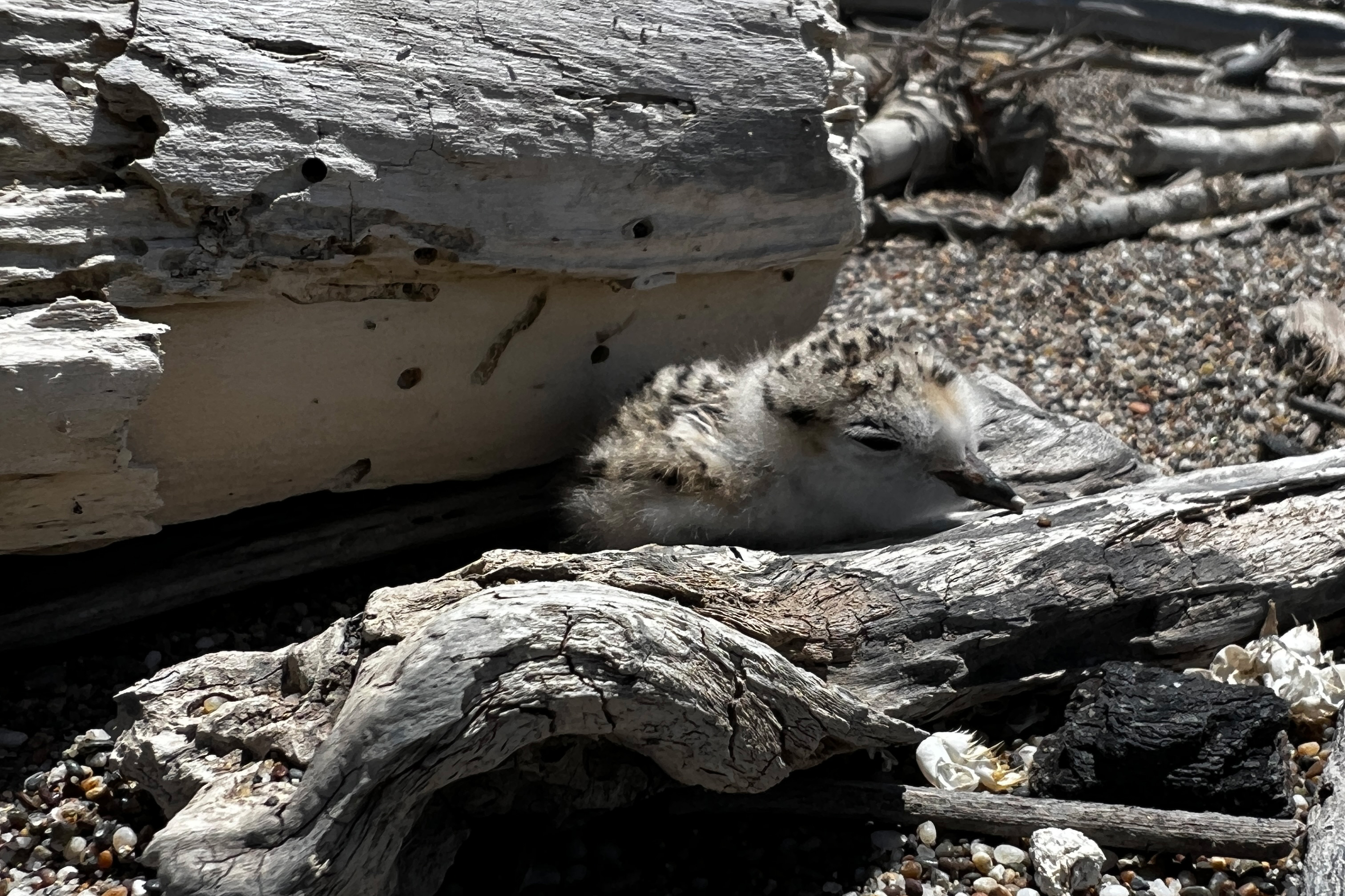 A photo of a small black-speckled, beige-colored shorebird chick lying on sand among pieces of driftwood.