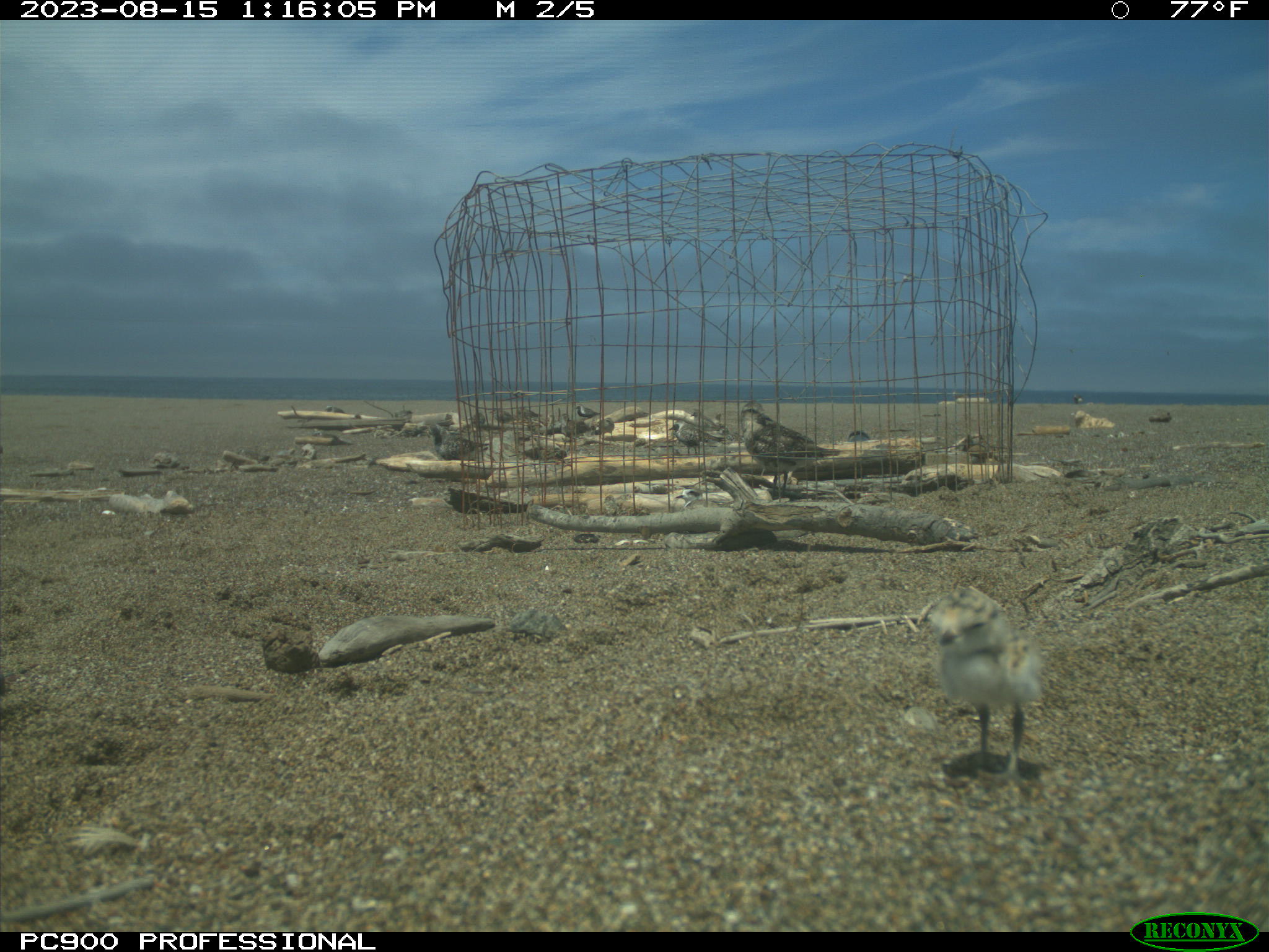 A photo of a small black-speckled, beige-colored shorebird chick standing in front of a cylindrical wire exclosure with shorebirds on a beach in the background.