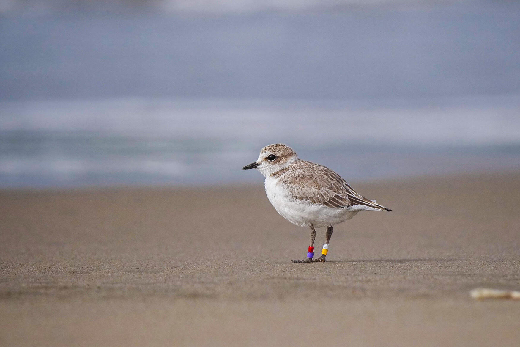 A photo of a small grayish-brown shorebird with colored bands around its legs standing on a sandy beach.