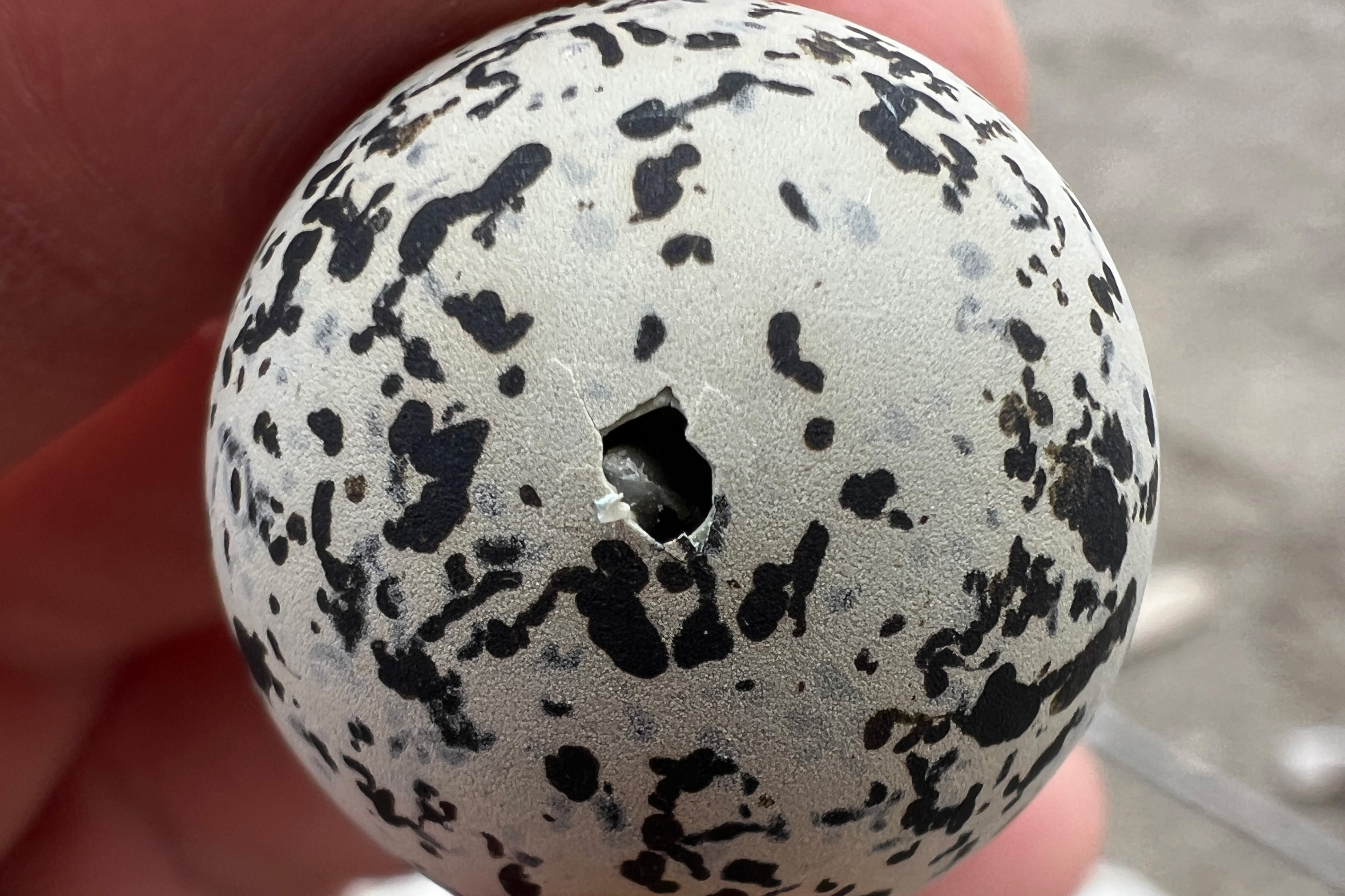 A photo of a small black-speckled, beige-colored egg with a small hole poked through the shell from the inside and the chick's beak is partially visible through the hole.