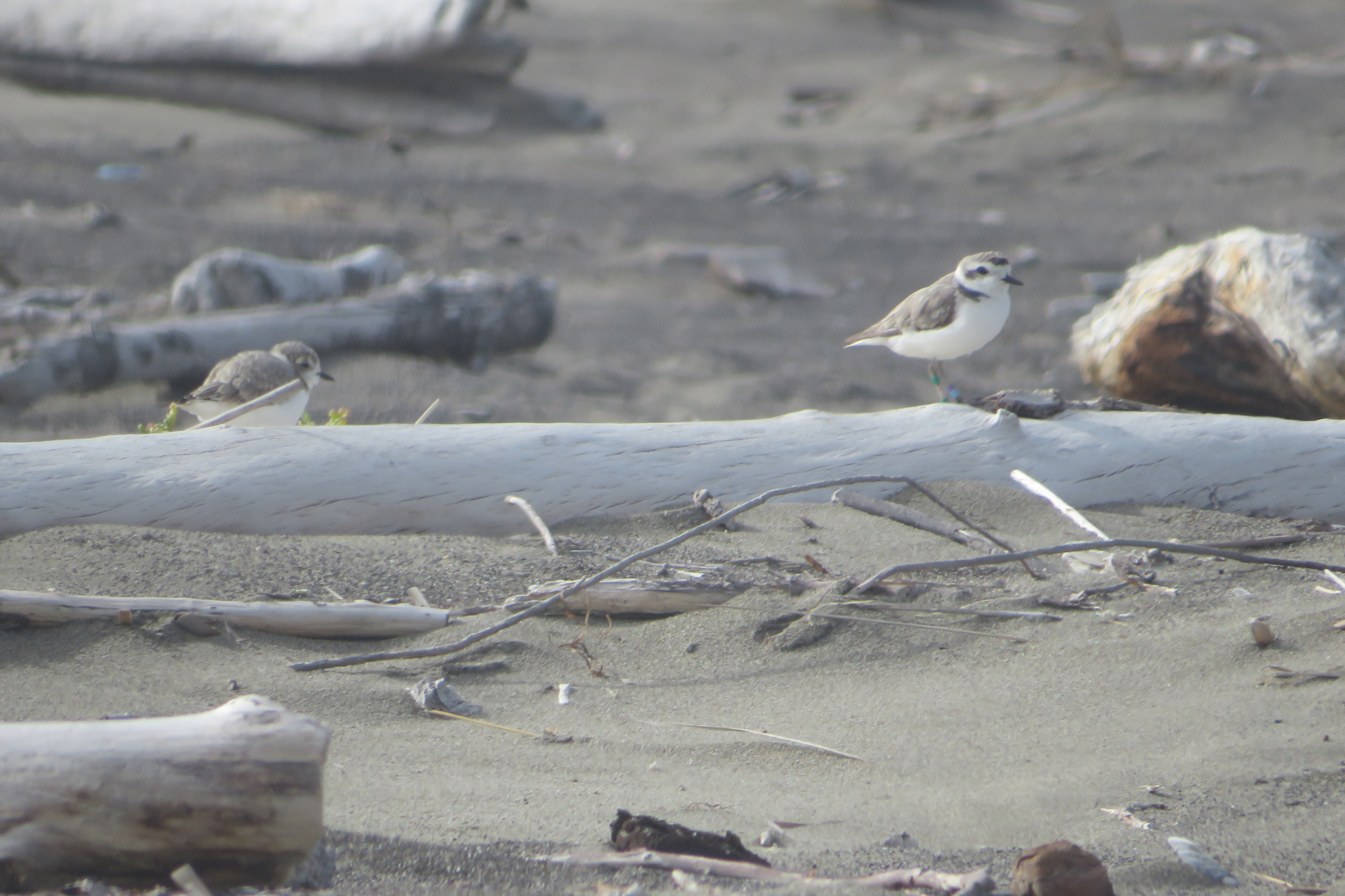 A photo of two small grayish-brown shorebirds standing on a piece of driftwood on a sandy beach.