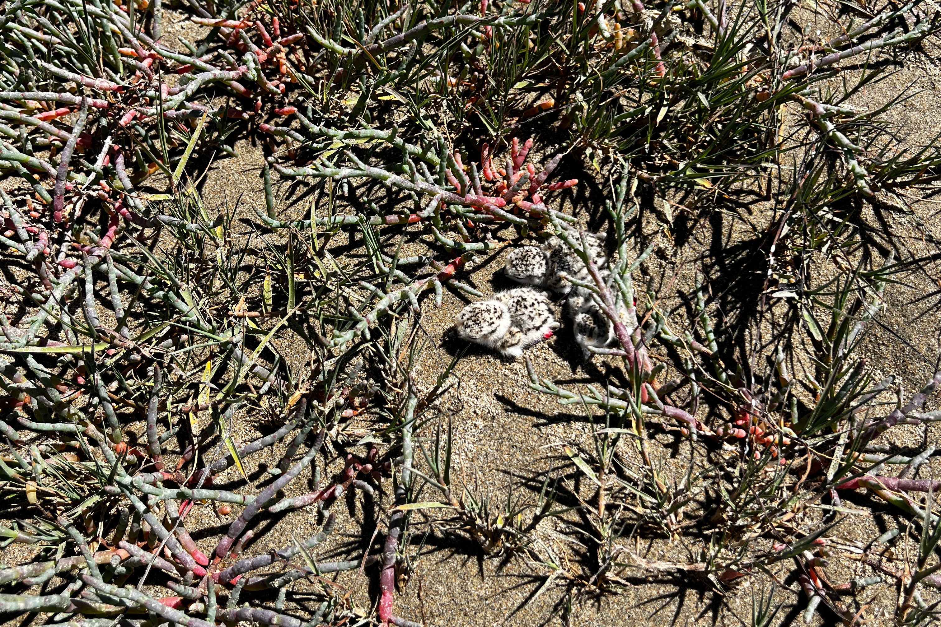 A photo of tree small black-speckled, beige-colored chicks sitting on sand among vine-like vegetation.