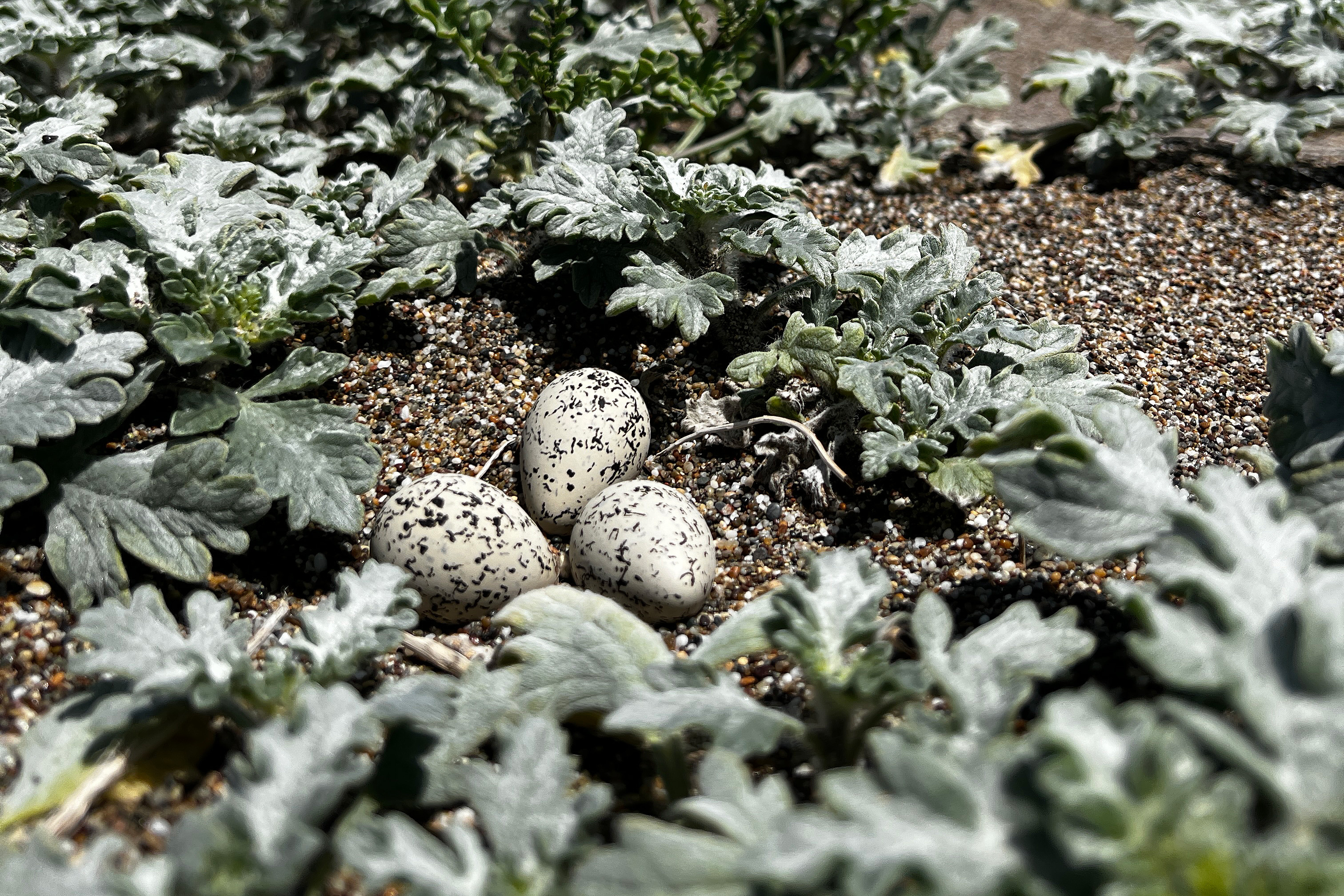 A photo of three small black-speckled, beige-colored egg sitting among leafy grayish-green vegetation.