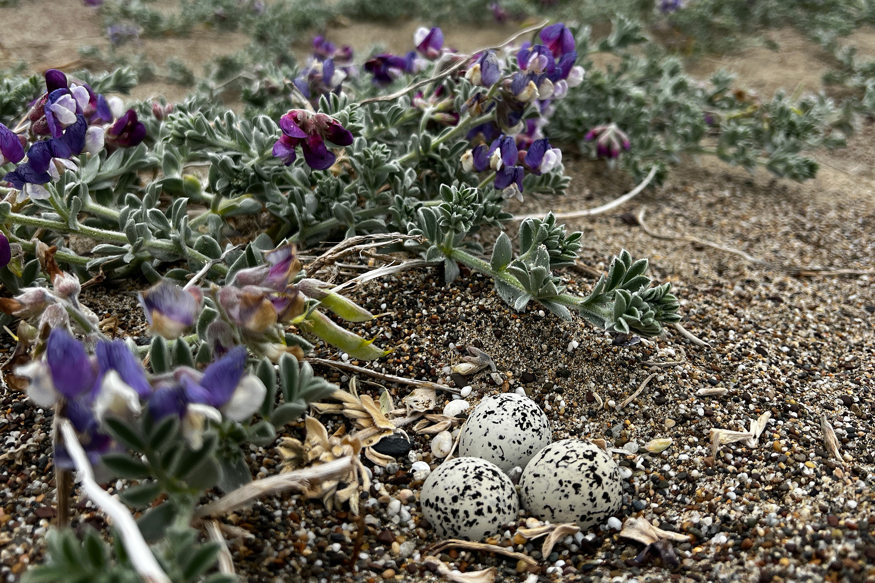 A photo of three small black-speckled, beige-colored egg sitting among plants with pea-like purple flowers