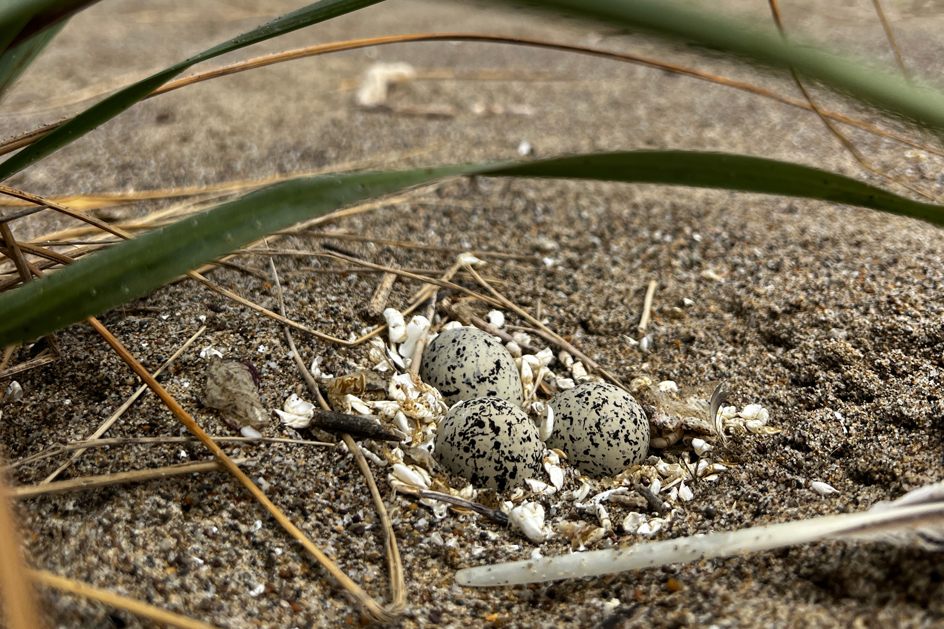 A photo of three small black-speckled, beige-colored eggs lying on sand under a few large blades of grass.