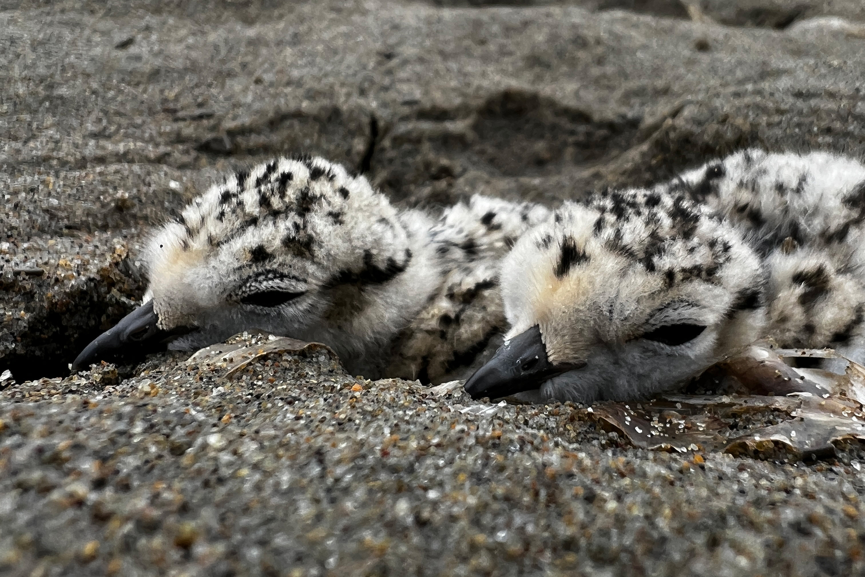 A close-up photo of the faces of two small black-speckled, beige-colored chicks on a sandy beach.