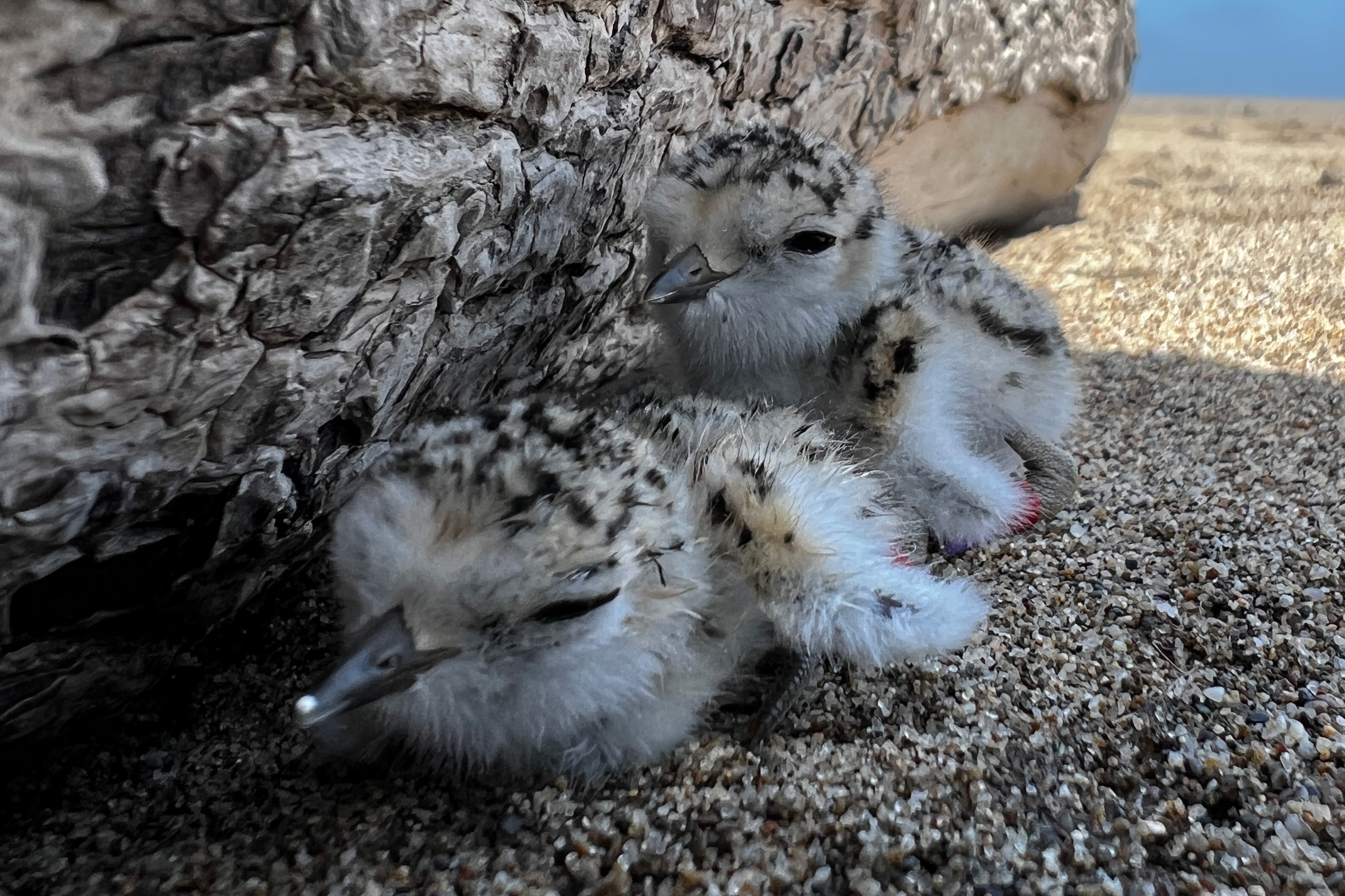 A photo of two small black-speckled, beige-colored chicks sitting on sand against the lower side of a driftwood log.