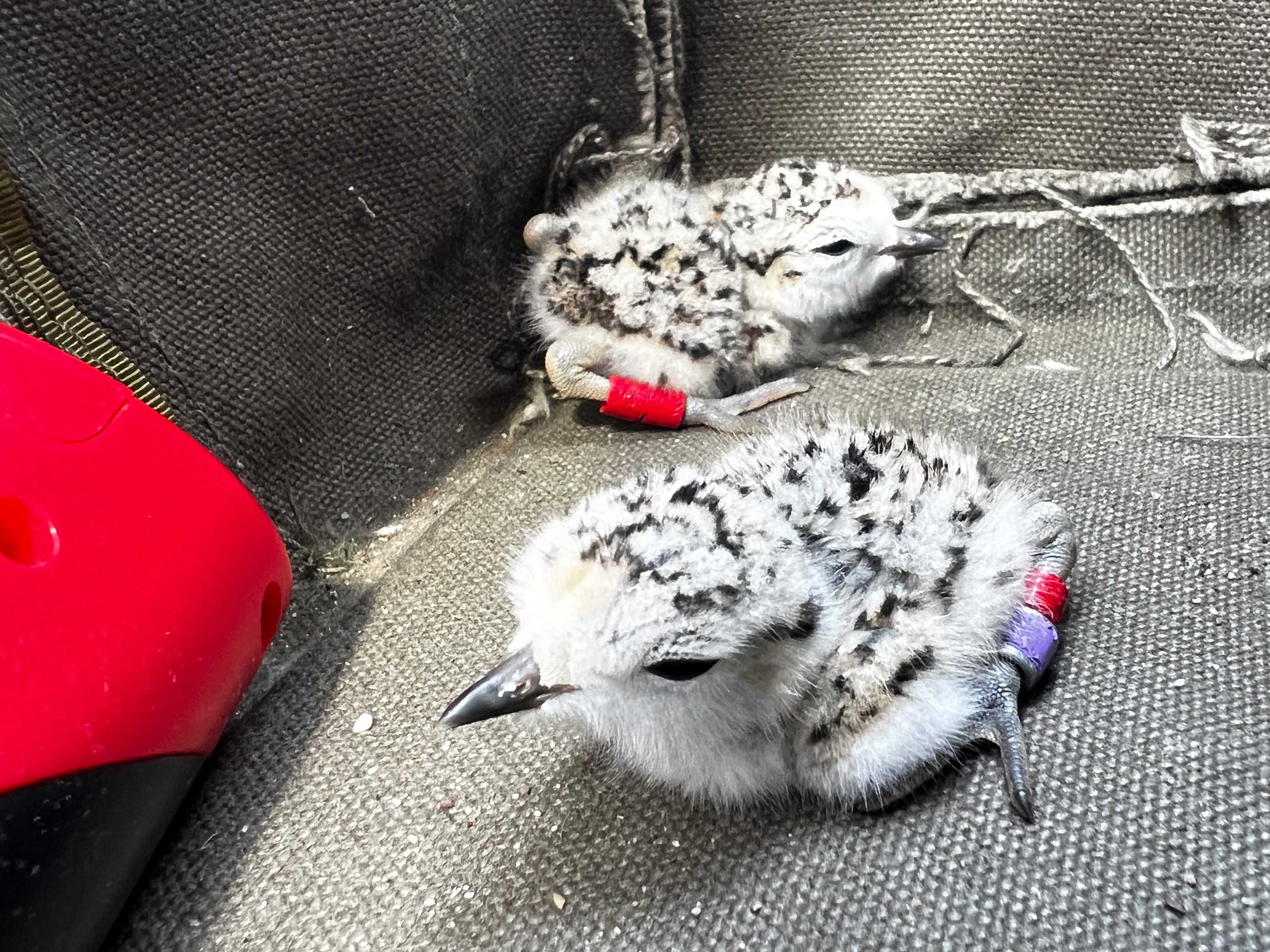 A photo of two small black-speckled, beige-colored shorebird chicks with small bands on their legs sitting on gray canvas.