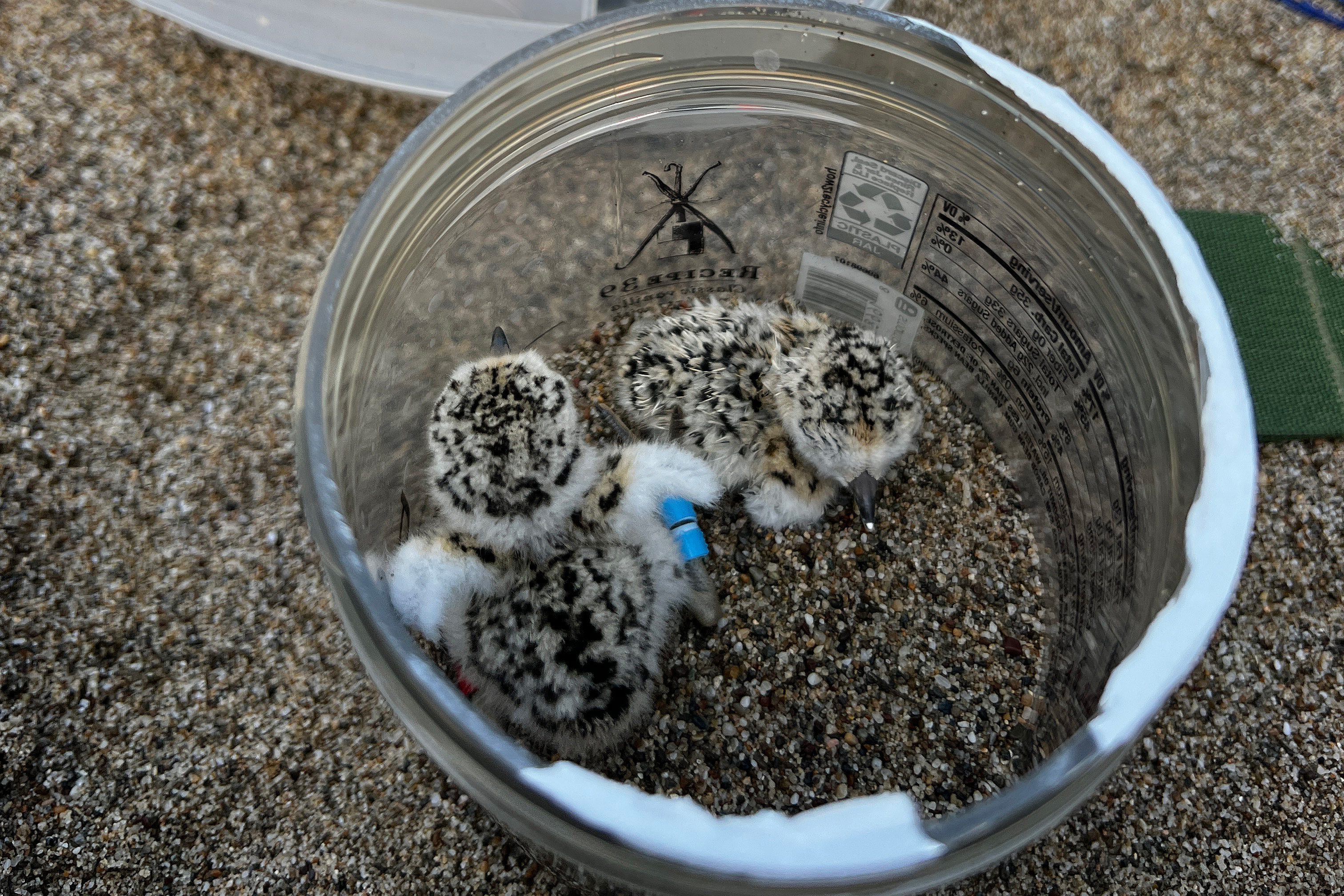 A photo of two small black-speckled, beige-colored chicks in a plastic container on a sandy beach.