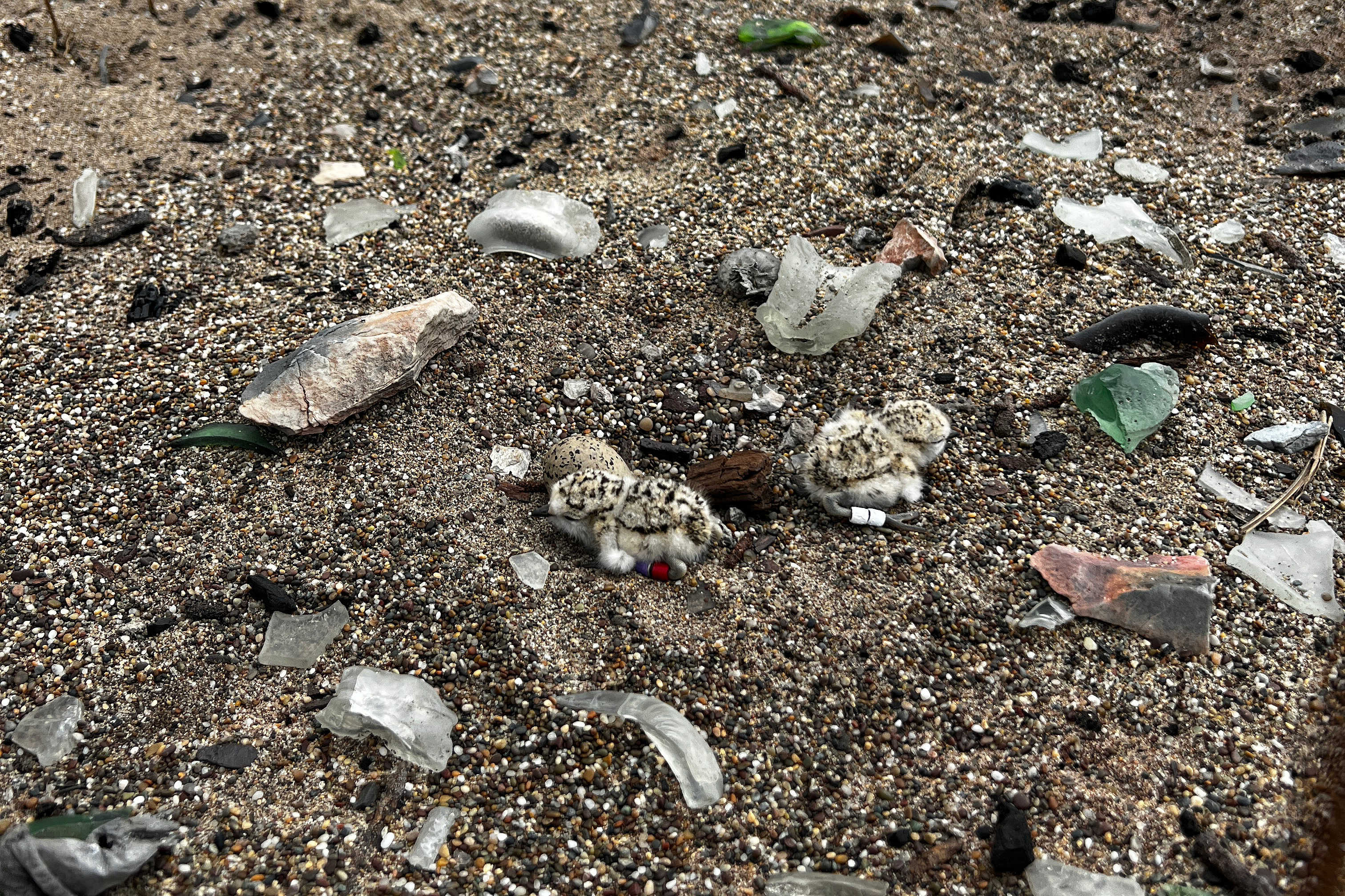 A photo of two small black-speckled, beige-colored chicks with bands on their legs surrounded by shards of glass on a sandy beach.