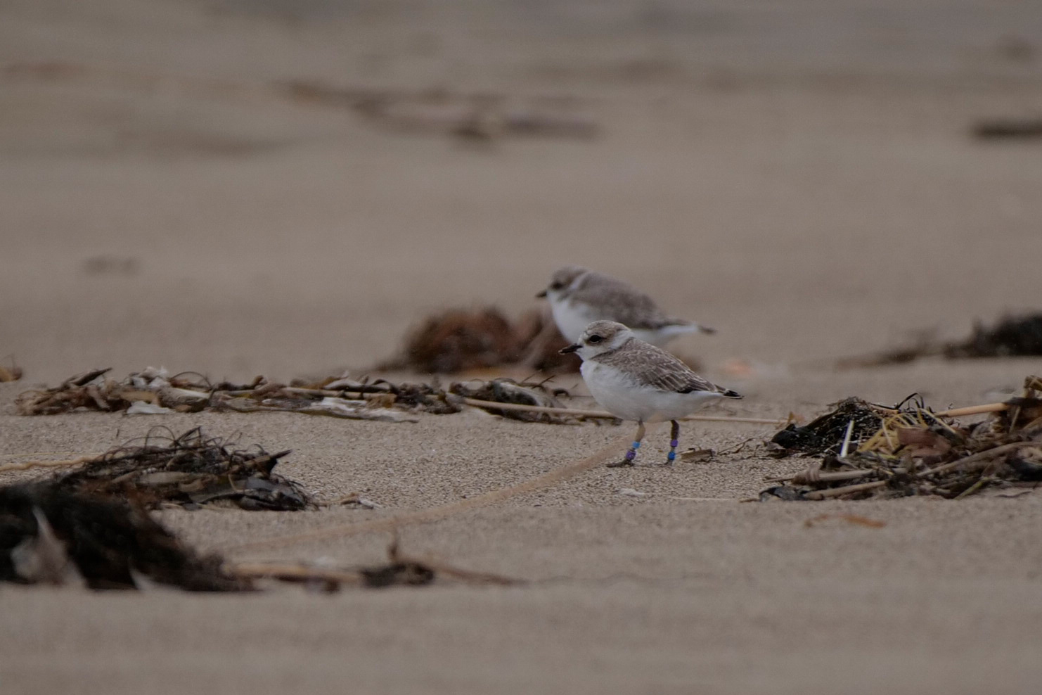 A photo of two small grayish-brown shorebirds standing close to one another on a sandy beach among washed up kelp.