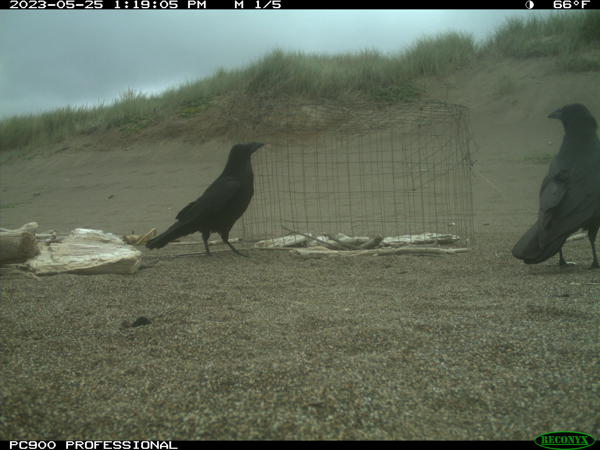 Two black common ravens standing adjacent to a small wire exclosure on a sandy beach.