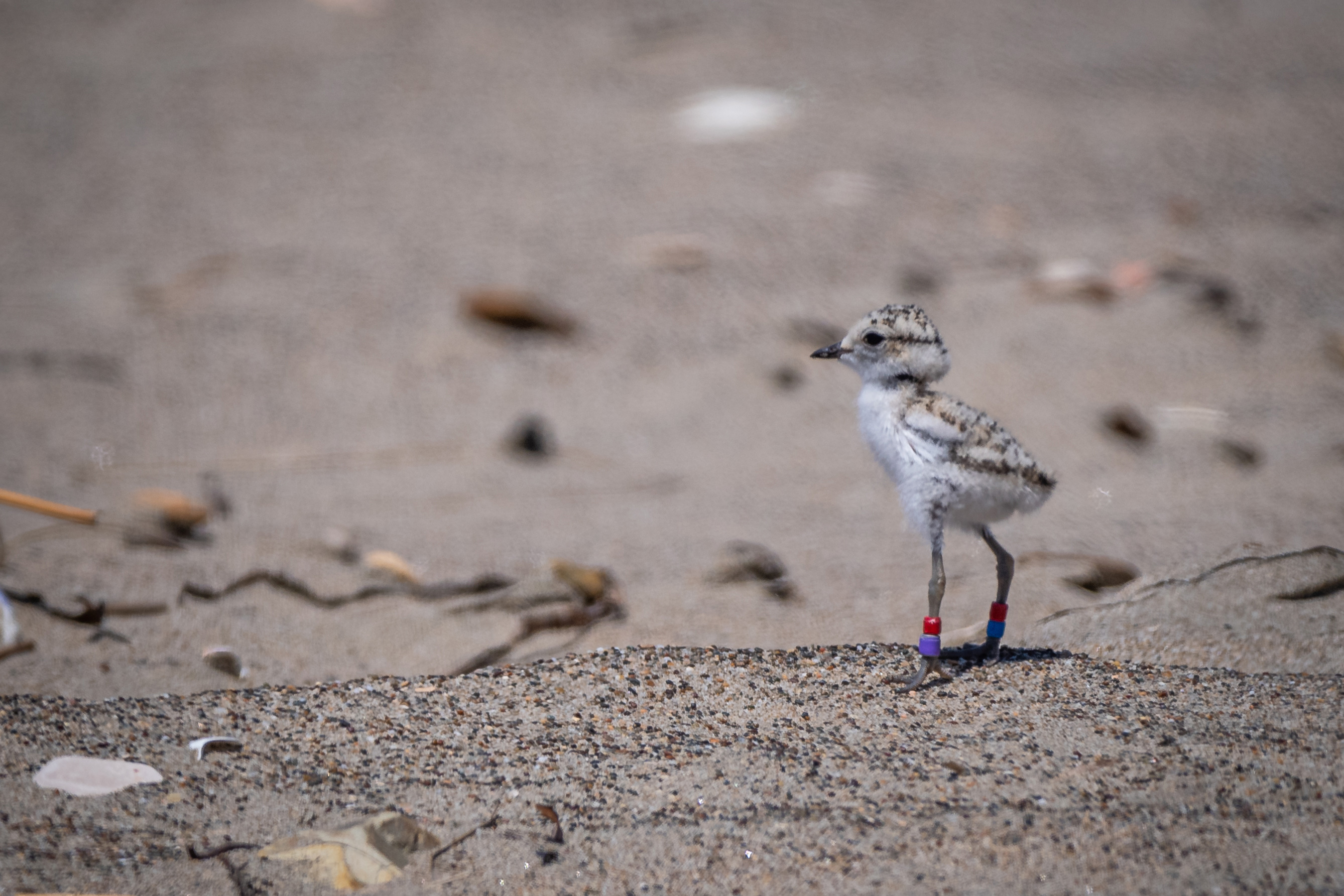 A photo of a small black-speckled, beige-colored chick standing on sand. Red and violet bands are attached to its left leg and red and blue bands are attached to its right leg.