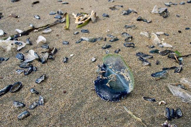 Many dying and dead blue or clear jellyfish-like animals on wet sand.
