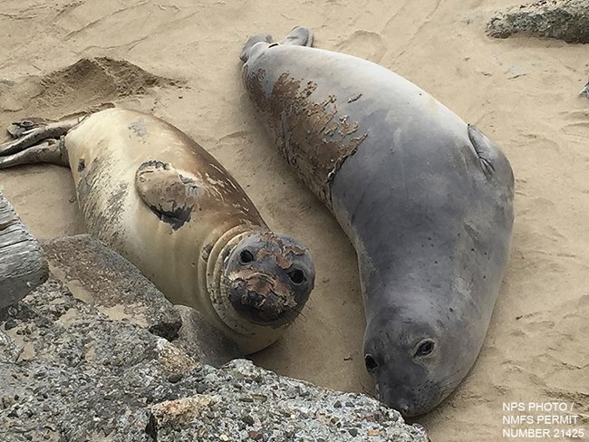 Two young elephant seals lying on the beach with patches of old fur ready to be shed on their faces and bodies and patches of new fur that have already emerged.