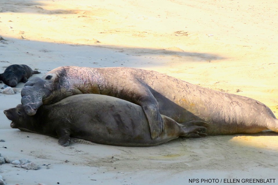A large adult male elephant seal lies alongside a smaller adult female with his left front flipper draped over her body and his head on top of her neck.