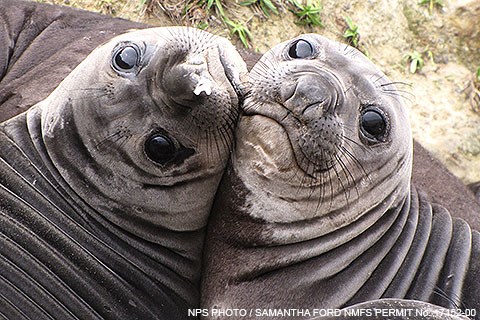 Two gray and wrinkly weaned elephant seal pups press their faces together.