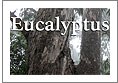 A small image of the cover of the Eucalyptus newsletter, featuring a photo of the trunks of a couple large eucalyptus trees.