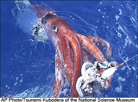 A reddish-colored giant squid at the end of a fishing line at the ocean's surface.