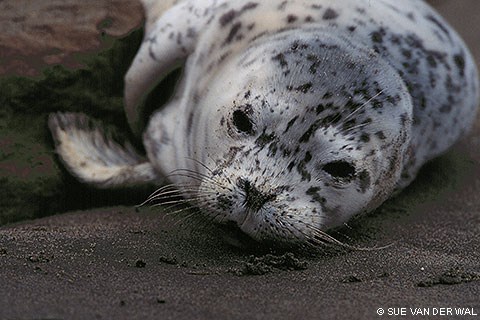 A close-up photo of the head of a harbor seal pup, which is lying on sand. The pup's fur is largely silver in color, with irregularly placed black dots.
