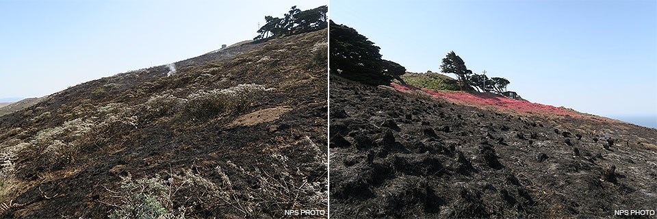 Two photos showing the differences between how bush lupine on the left was incompletely burned and how bunch grass on the right was severely burned.