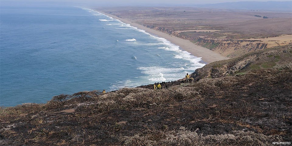 Five people dressed in yellow shirts among burned vegetation on a steep hillside with a long ocean beach in the background.